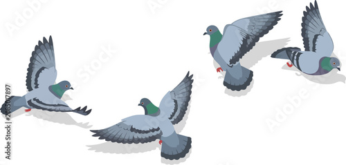 Four grey pigeons flying in sequence across a transparent background as vector assets