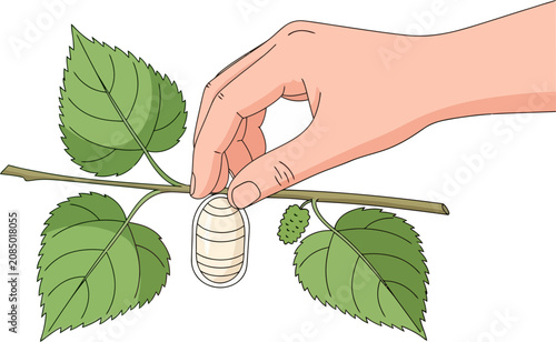 Fotografie Human hand picking white silkworm cocoon from mulberry branch illustration