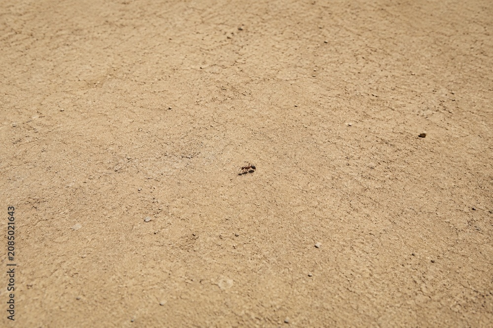Fototapeta premium Single worker ant on barren ground, circling in wide empty space under harsh sunlight.