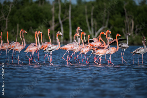 Large flock of American flamingos wading in dark blue water in the Everglades Florida
