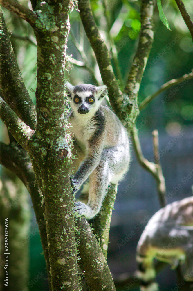Fototapeta premium Ring Tailed Lemur sitting in a tree