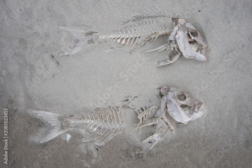 Quadro su tela Dead Fish Carcasses sitting in sand