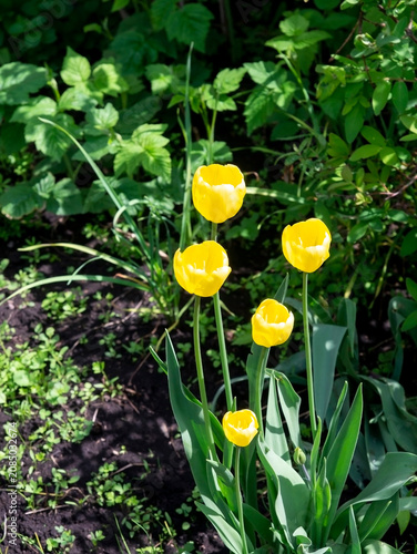 yellow tulips in the garden illuminated by the morning sun