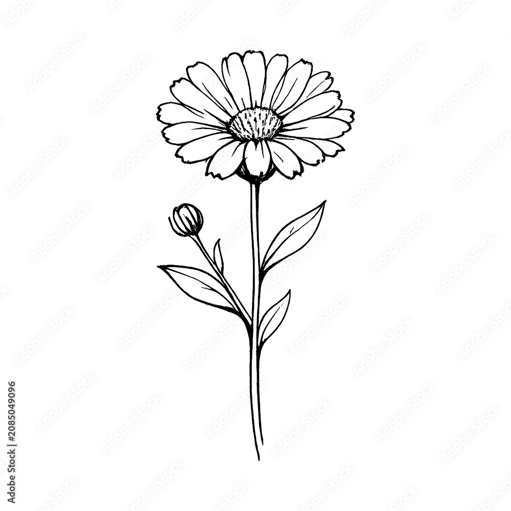 Fototapeta premium PNG Delicate black ink flower illustration.