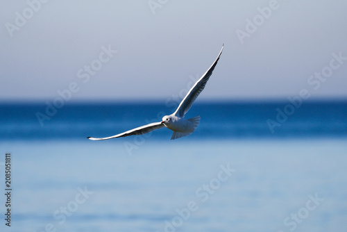 Seagull flying over calm water during daytime in a coastal area. The sky is clear and the horizon stretches far into the distance.