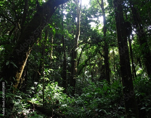 Dark rainforest, sun rays through the trees, rich jungle greenery. Atmospheric fantasy forest. 3D illustration.