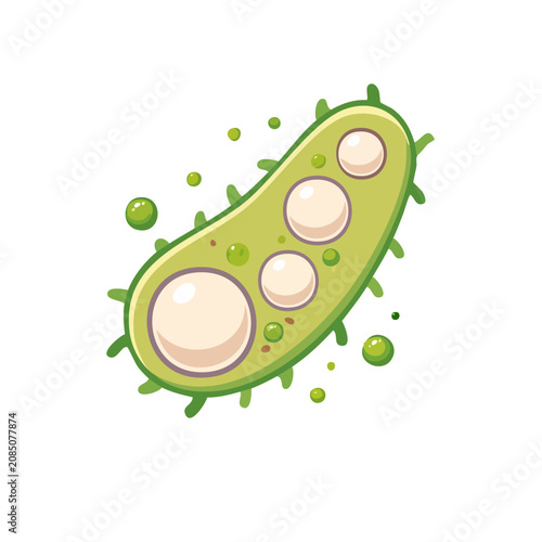 Flat illustration of a green bacteria cell with transparent background