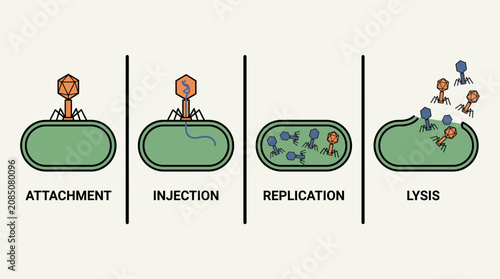 Bild auf Leinwand Phage Virus Infecting Bacterial Cell Process