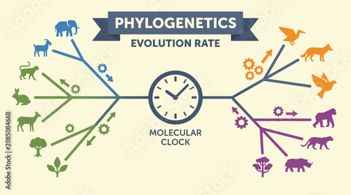 Cuadro en lienzo Phylogenetics Molecular Clock Evolution Rate