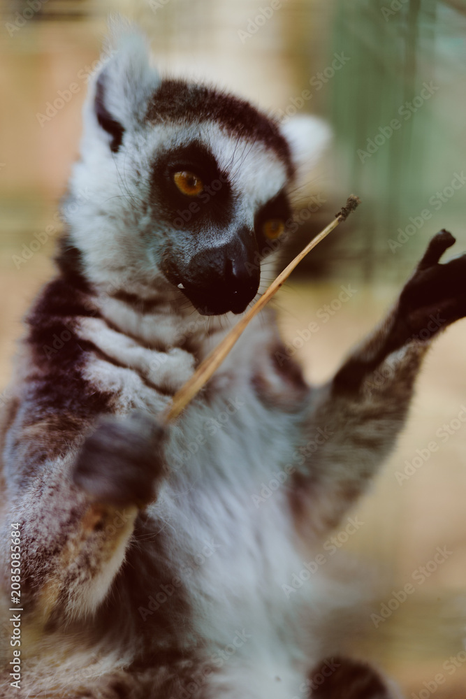 Fototapeta premium Lemur primate animal wildlife portrait closeup of a curious ring tailed lemur reaching for a twig, golden eyes focused, soft fur texture, shallow depth of field and warm tones.