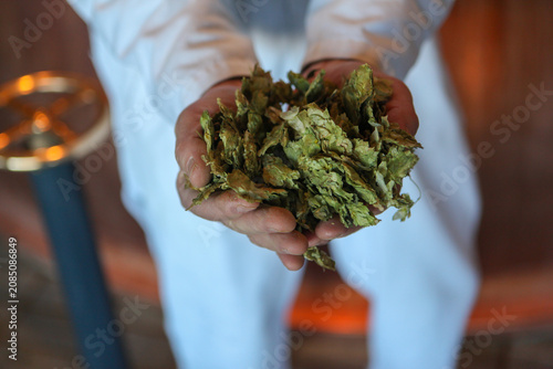 Bild auf Leinwand A brewer holds dried hops, a key ingredient in beer making, at a brewery in San Francisco, California, USA