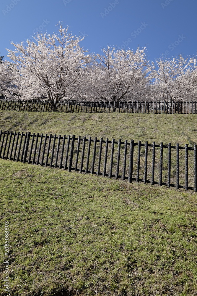 Fototapeta premium Sakura path fence grass blossom tree spring park blue sky wooden rail with tranquil garden walkway beside blooming branch