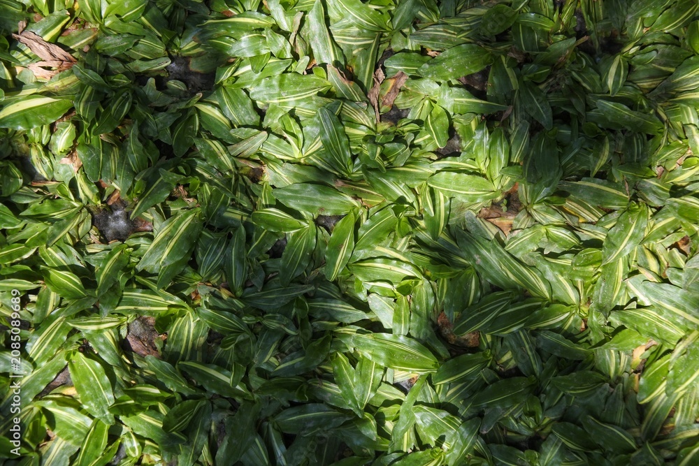 Obraz premium Top view of variegated broadleaf carpet grass (Axonopus compressus) with green and yellow striped leaves in the garden.