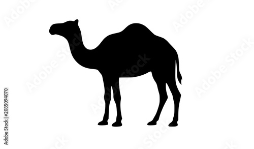 Bild auf Leinwand Black Camel Animal Silhouette Logo Vector Illustration Isolated on White