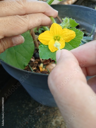 Hand Pollination of Melon Flower in the Garden