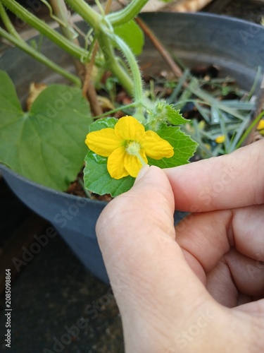 Hand Pollination of Melon Flower in the Garden