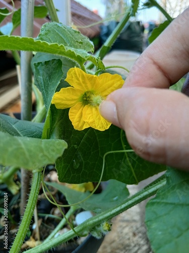 Hand Pollination of Melon Flower in the Garden