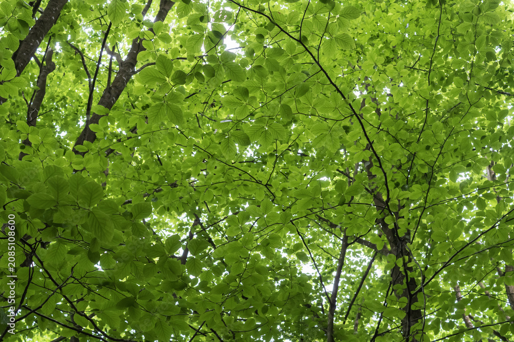 Fototapeta premium Bright green tree canopy viewed from below with sunlight filtering through lush foliage. Natural woodland background full of fresh spring leaves.