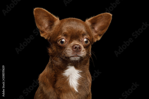 Slika na platnu Chihuahua dog with funny scared and wide-eyed expression, looking at camera, stu