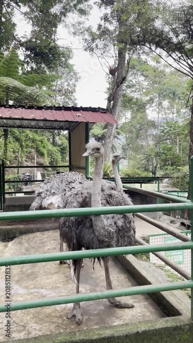 Two Ostriches in an Outdoor Zoo Enclosure with Lush Forest Background
