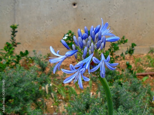 African lily, or Agapanthus africanus blue flowers