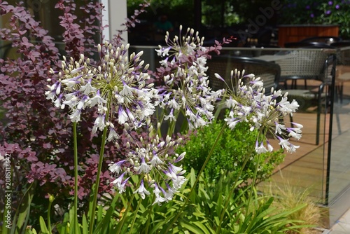Konstfotografi African lily, or Agapanthus africanus white flowers