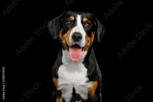 Entlebucher Mountain Dog puppy with open mouth and tongue out, looking at camera, studio portrait on black background