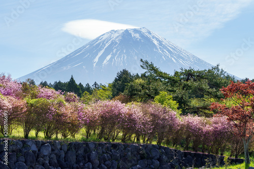 Beautiful landscape of Mount Fuji with a lenticular cloud over pink azalea flowers in spring, Asagiri Arena, Fujinomiya, Shizuoka, Japan.
