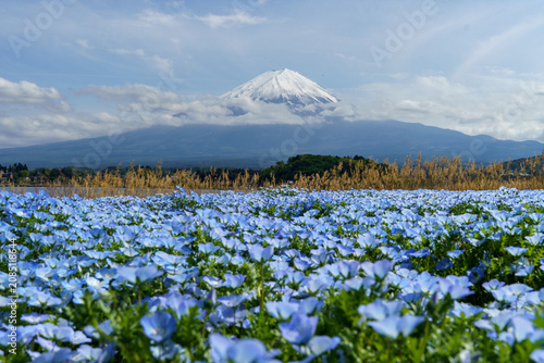 Breathtaking spring scenery of Mount Fuji with a blooming field of blue nemophila flowers at Oishi Park, Lake Kawaguchiko, Yamanashi, Japan.