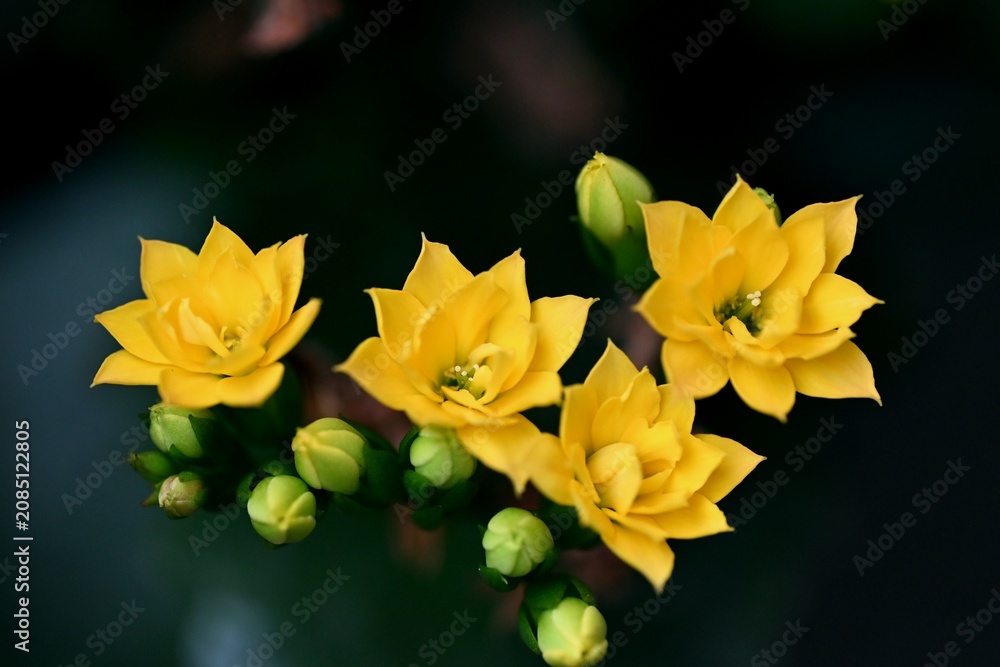 Fototapeta premium カランコエの花