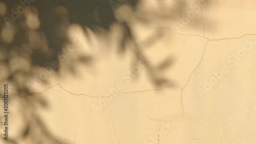 Blurred Plant Shadow Warm Beige Wall Horizontal Video Abstract Minimal Boho Copyspace
