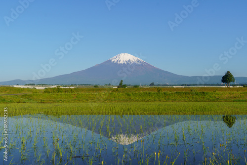 Beautiful spring landscape of Mount Fuji reflected on a freshly planted rice paddy under a clear blue sky in Gotemba, Shizuoka, Japan.