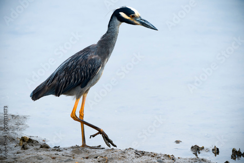 A Yellow-crowned Night Heron stands alert along the edge of a muddy shoreline