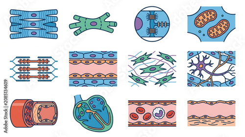Foto Human Body Tissues and Cells Microscopic Anatomy Illustration.