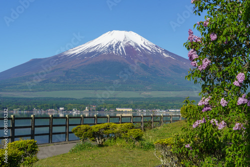 Beautiful late spring scenery of Mount Fuji with blooming purple lilac flowers on the lakeshore of Lake Yamanakako, Yamanashi, Japan.
