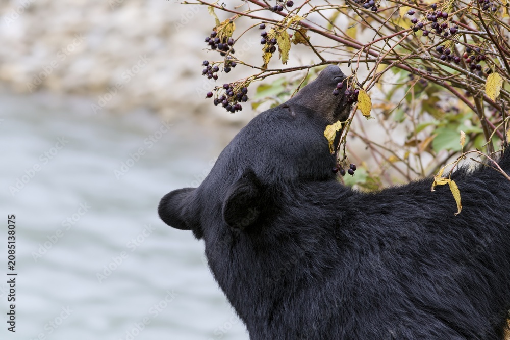 Fototapeta premium The Black Bear Foraging Along a Riverbank Near Berries and Branches