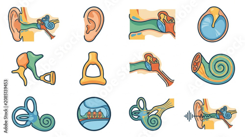 Photos Detailed anatomical illustrations of the human ear and its internal structures