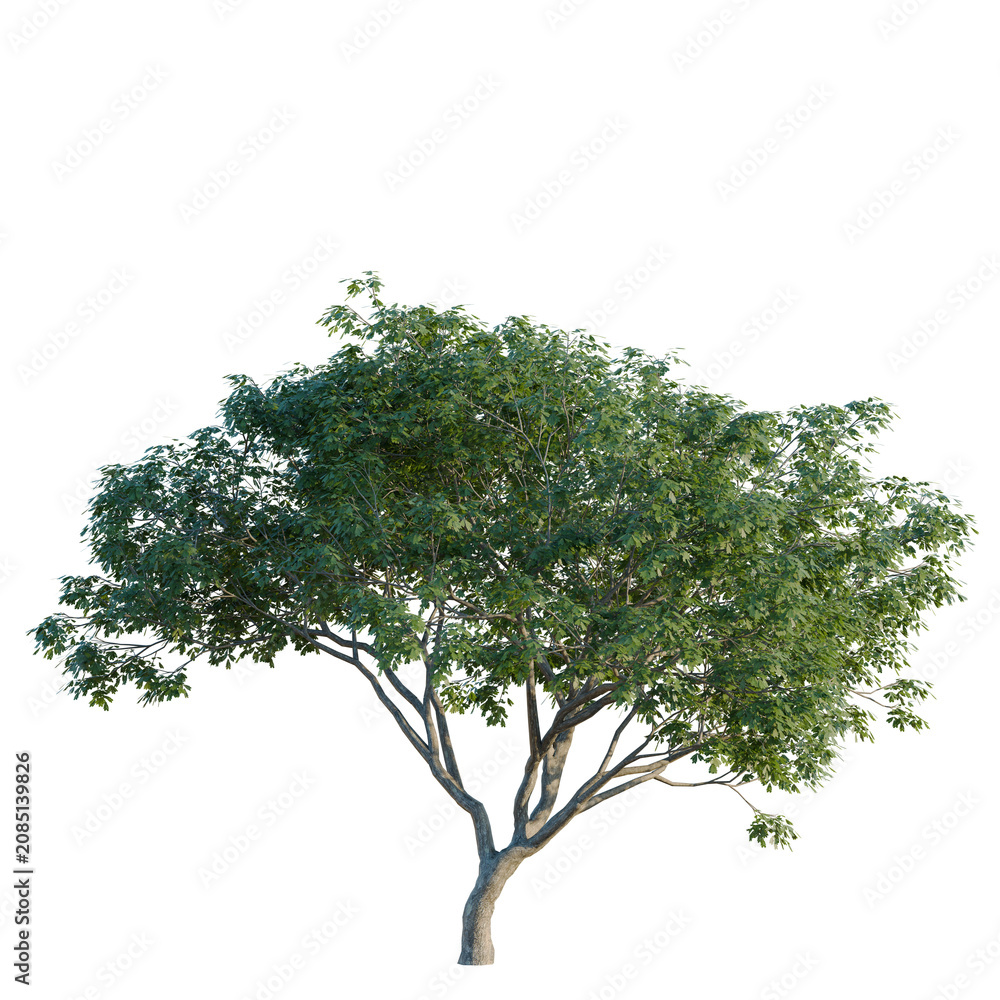 Obraz premium Albizia saman tree, corner view, cutout, isolate, transparent background, Detailed Green Tree Branch with Lush Foliage - Perfect for Natural Design Elements and Backgrounds