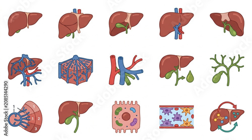 Quadro su tela Collection of Human Liver Anatomy Illustrations and Diagrams.