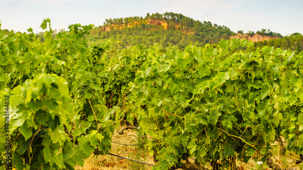 Obraz premium Vineyards and Roussillon on horizon. Vaucluse department of the Provence-Alpes-Cote d'Azur in France.