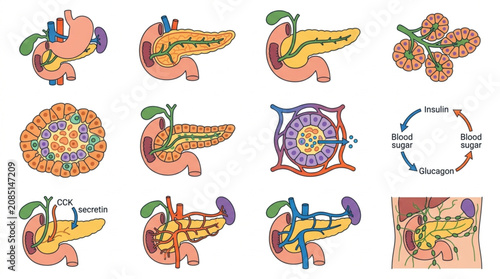 Foto Medical illustration of the human pancreas and its internal structures