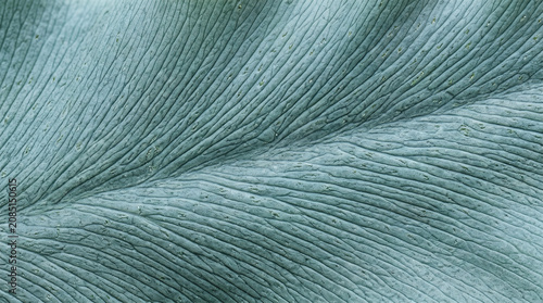 Hyper Realistic Blue Star Fern Seamless Texture