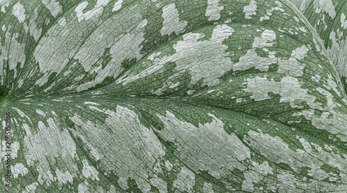 Hyper Realistic Jewel Orchid Seamless Botanical Texture