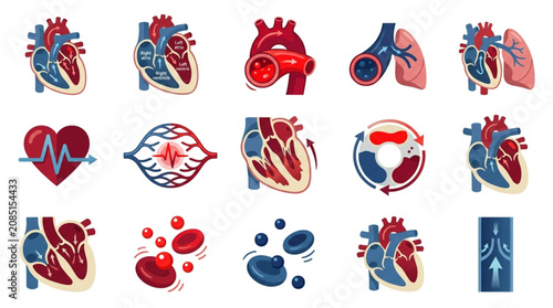 Photos Collection of Anatomical Heart and Circulatory System Illustrations