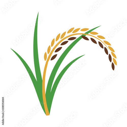 Golden rice stalks with vibrant green leaves arranged in an elegant organic composition on a white background, minimalist nature design concept