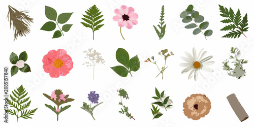 Bild auf Leinwand Botanical elements collection flat vector illustration on a white background
