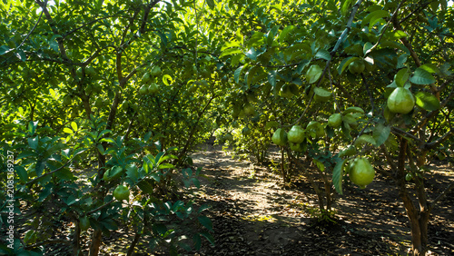 Guava Orchard with Fresh Green Fruit Trees in Rural Farm on Sunny Day