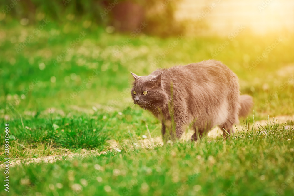 Fototapeta premium Gray cat exploring the garden