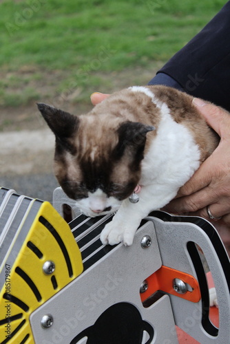 Εκτύπωση καμβά Devon Rex Cat Looking Curious During Outdoor Walk