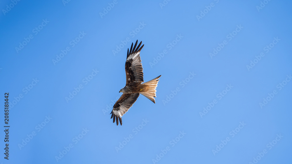 Obraz premium Red Kite (Milvus milvus) soaring in the sky